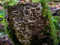 Flache Pilze bedecken einen Baumstumpf